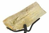 Fossil Pachycephalosaur Rib Section w/ Metal Stand - South Dakota #294772-1